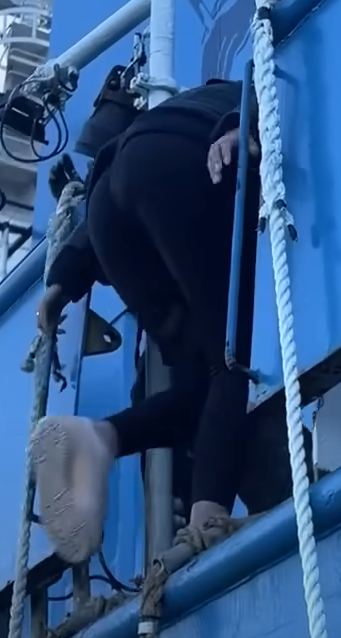 littlebigwhale100.png