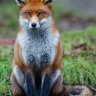 Renard06
