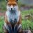 Renard06